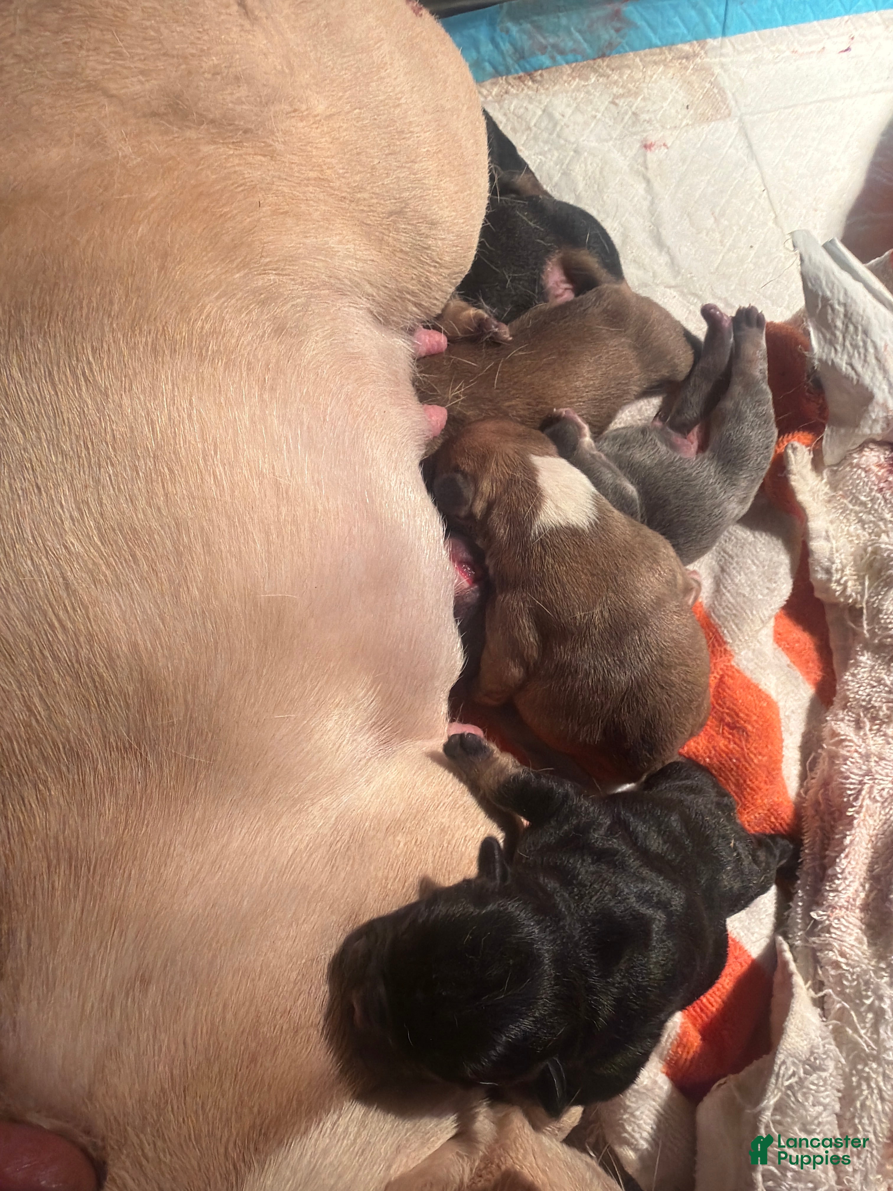 French Bulldog dogs for sale: French Bulldog 2 - Ad 2