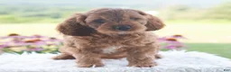 Cavapoo dogs for sale: Benji  - Ad 3