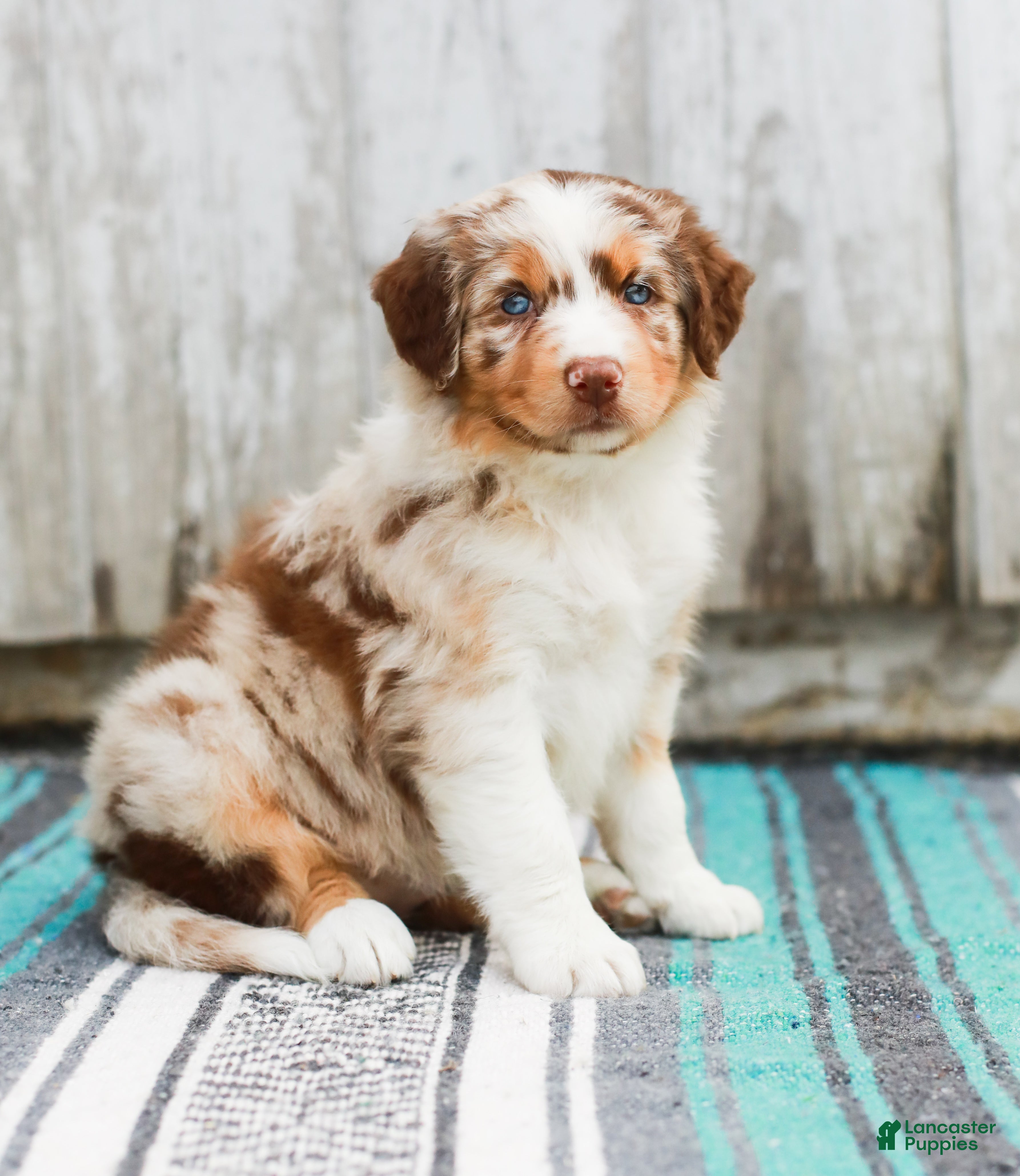 Australian Shepherd dogs Tina - Ad 1