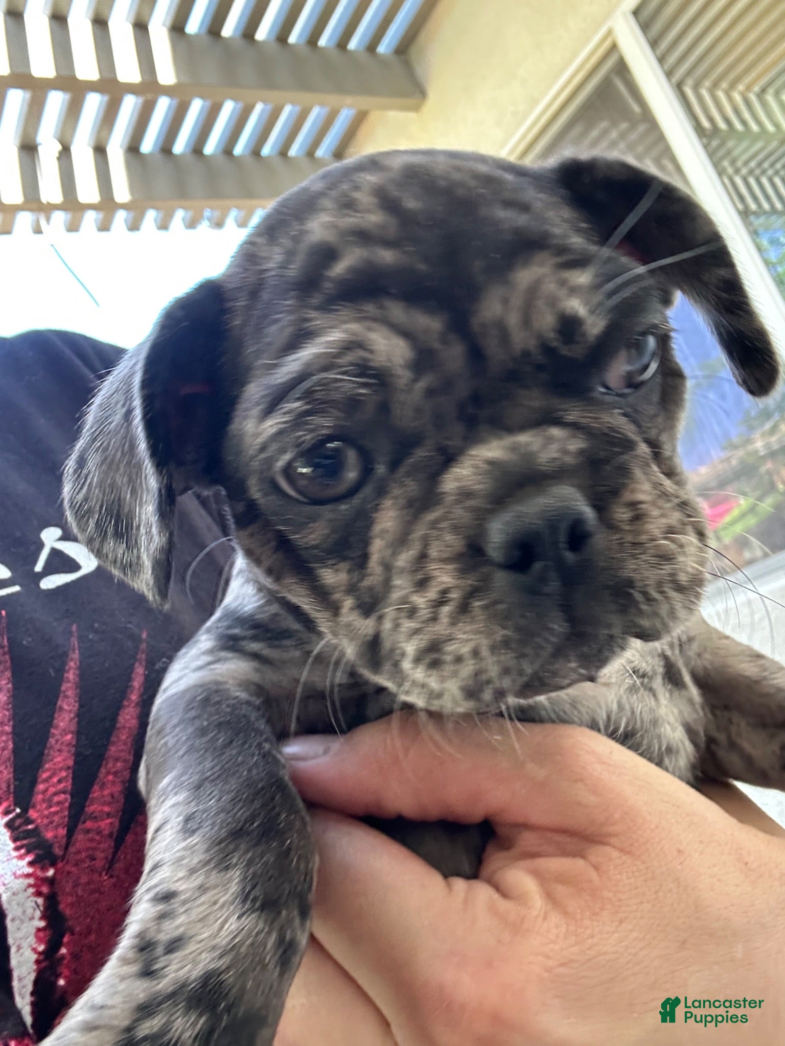 Frug dogs Frug 5 - Ad 5