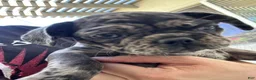 Frug dogs for sale: Frug 5 - Ad 1