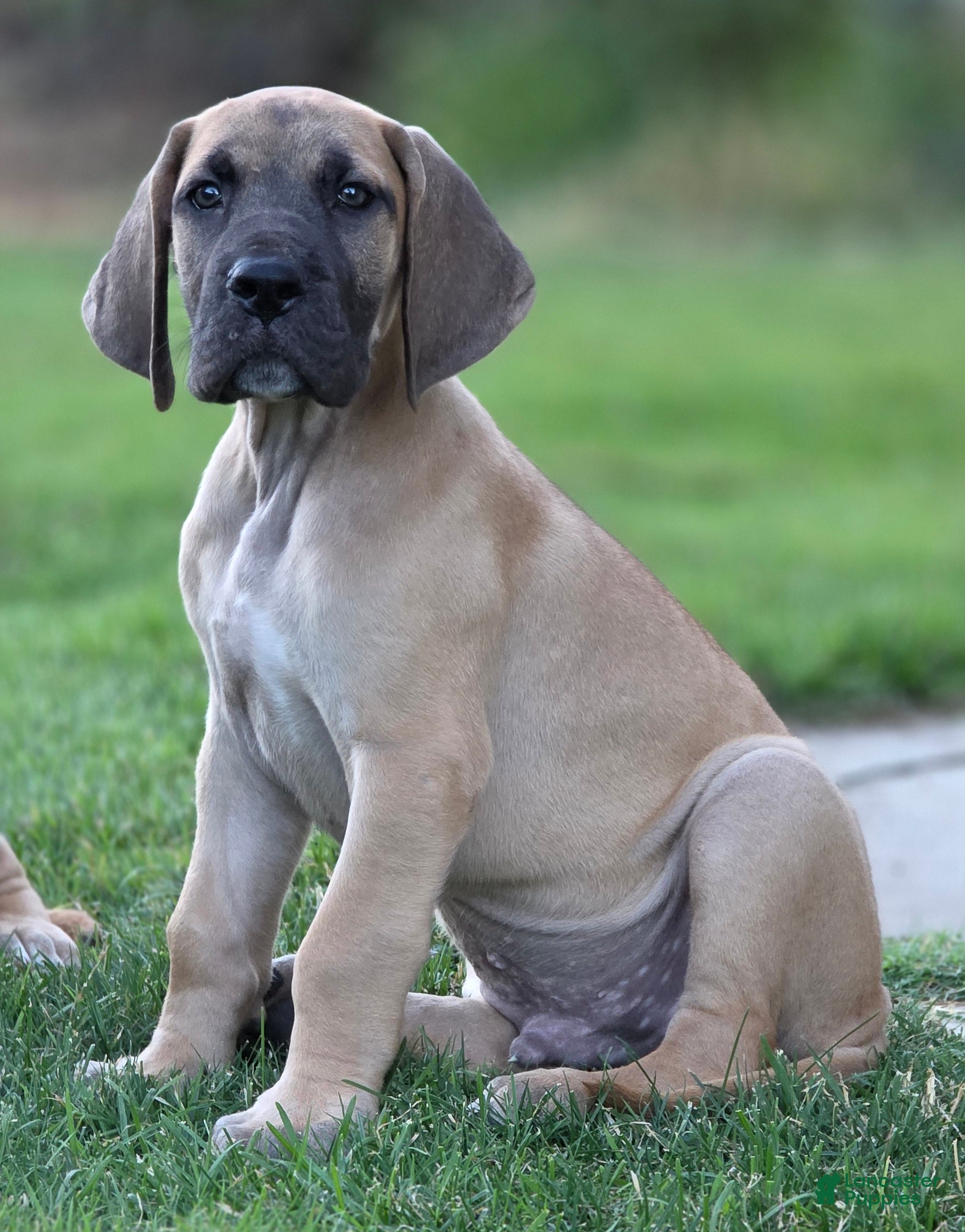 Great Dane dogs Great Dane 1 - Ad 29