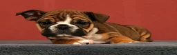 English Bulldog dogs for sale: Callie - Ad 3