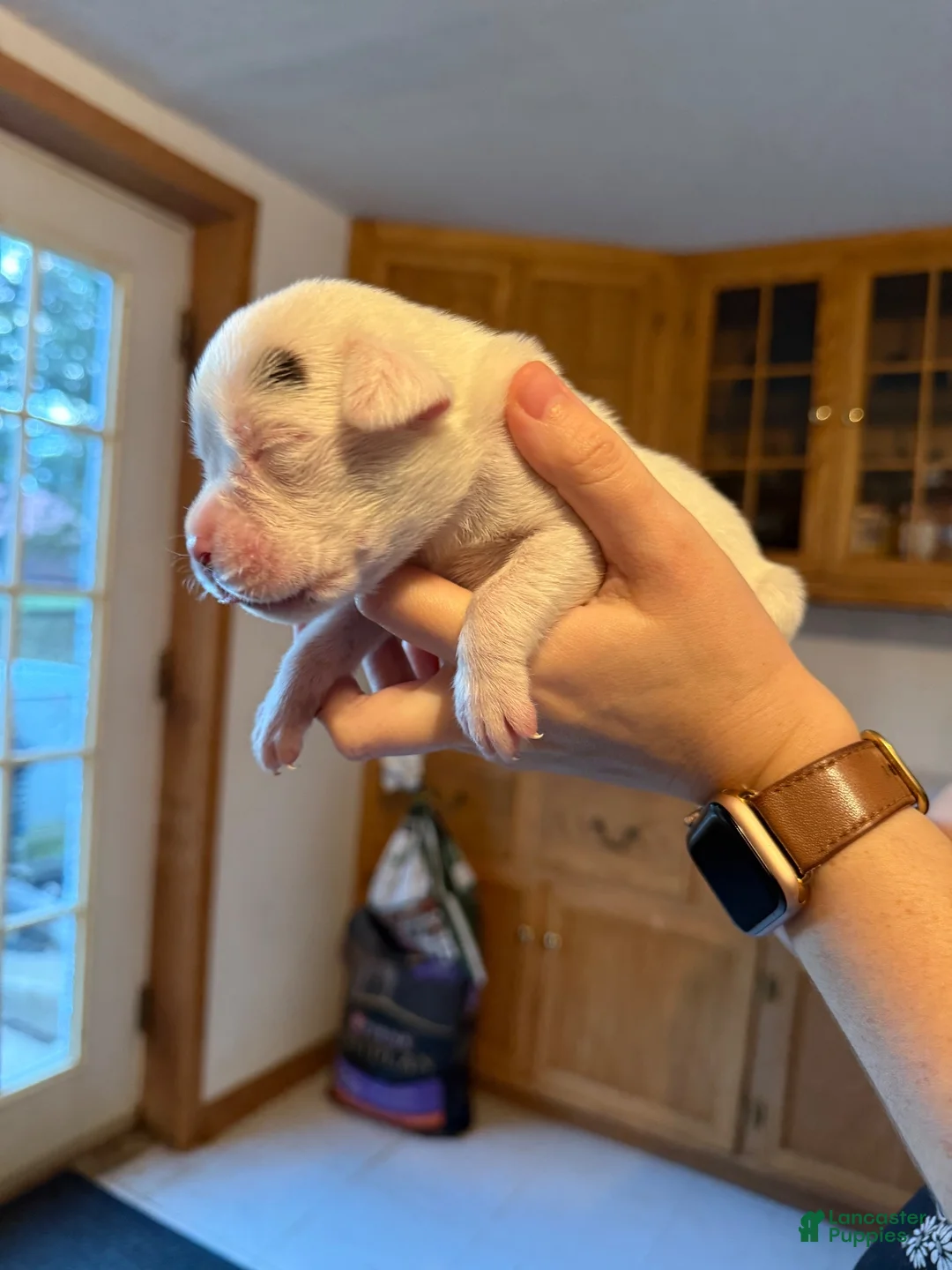 Boxer dogs for sale: Boxer 6 - Ad 1