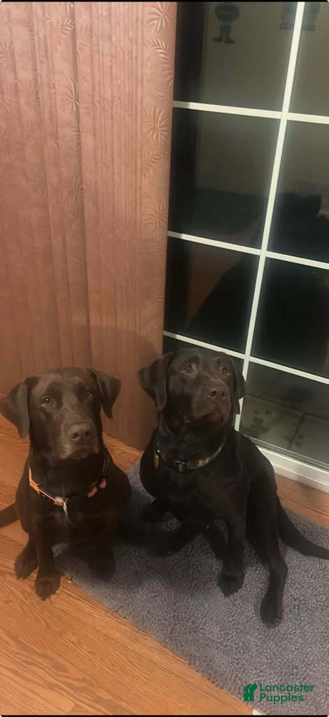 Labrador Retriever dogs for sale: Labrador Retriever Orange Collar - Ad 2