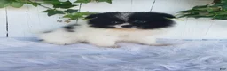 Pomeranian dogs for sale: Mia  - Ad 1