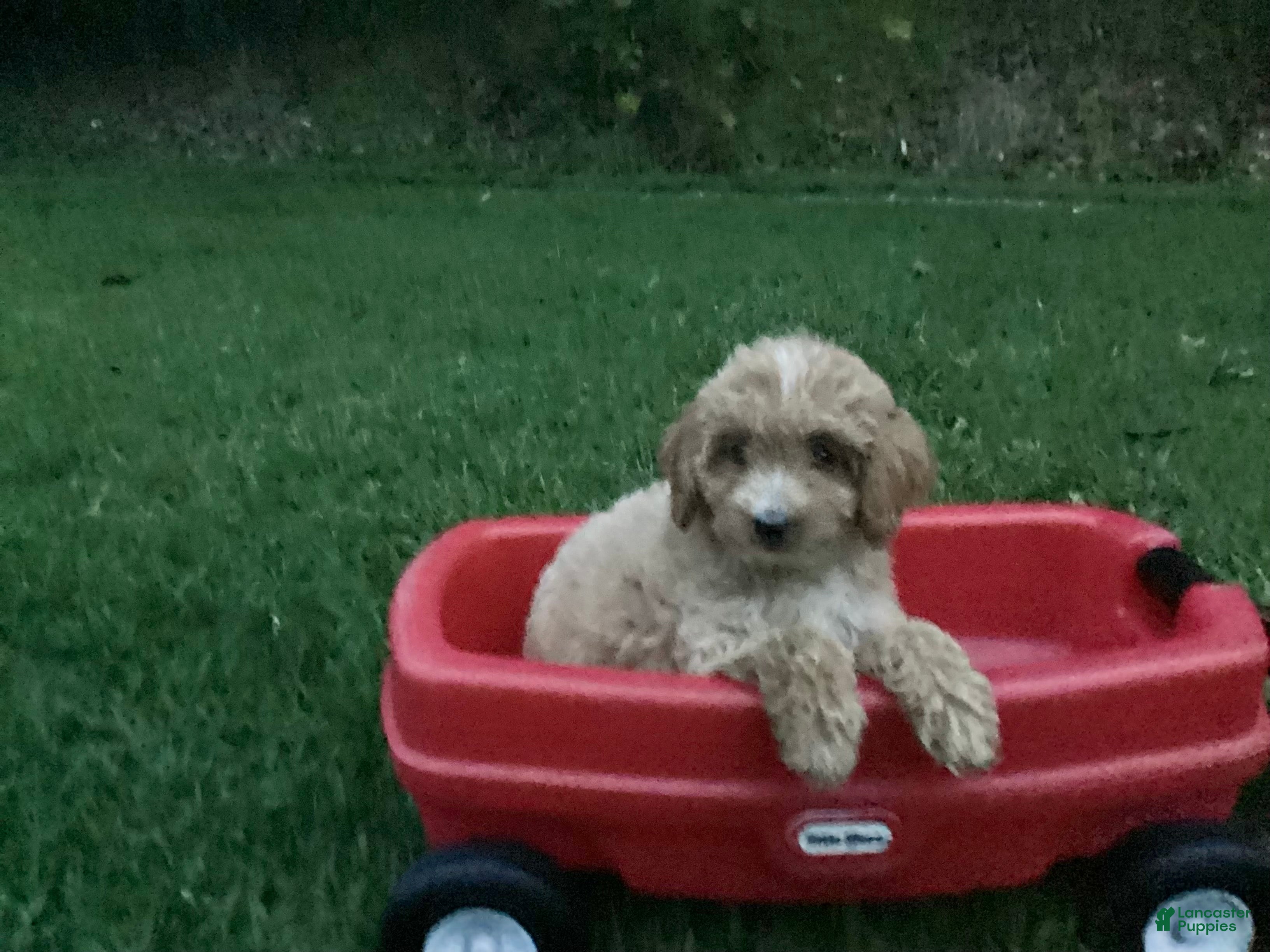 Mini Goldendoodle dogs for sale: Rosetta - Ad 4