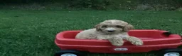 Mini Goldendoodle dogs for sale: Rosetta - Ad 1
