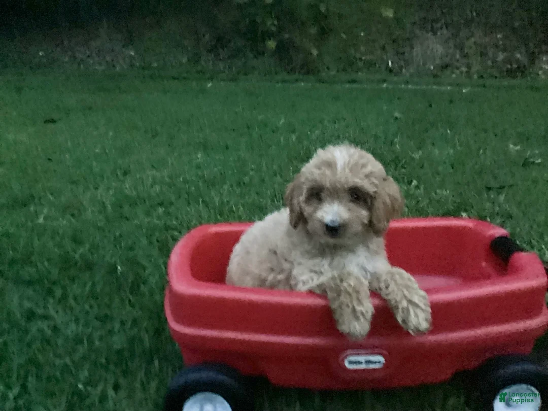 Mini Goldendoodle dogs for sale: Rosetta - Ad 1