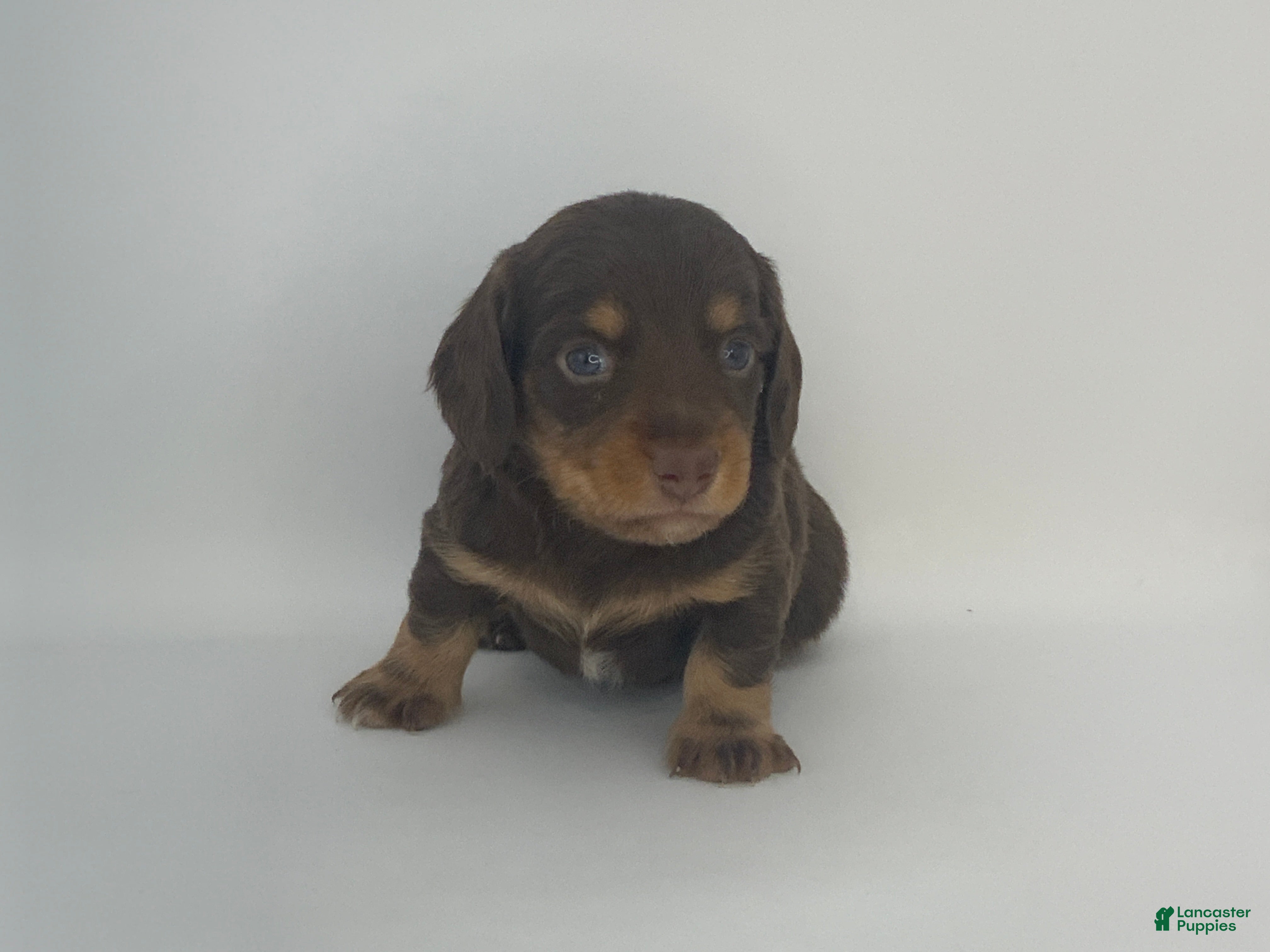 Miniature Dachshund dogs Kenny - Ad 1