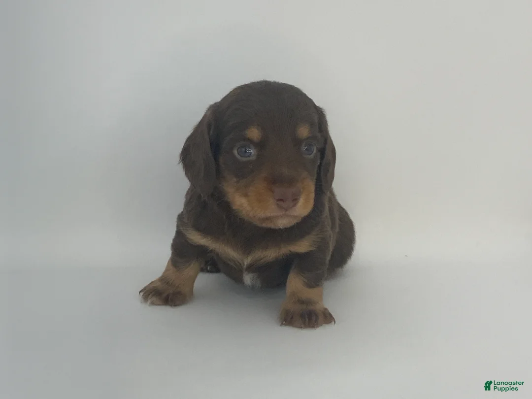 Miniature Dachshund dogs for sale: Kenny - Ad 4