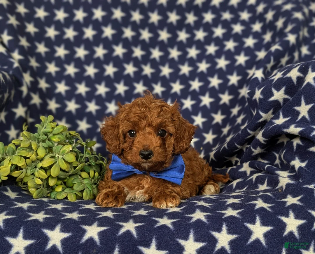 Cockapoo dogs for sale: Dunleigh Hypoallergenic - Ad 7