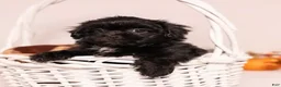 Teddy Bear dogs for sale: Maxwell - Ad 4