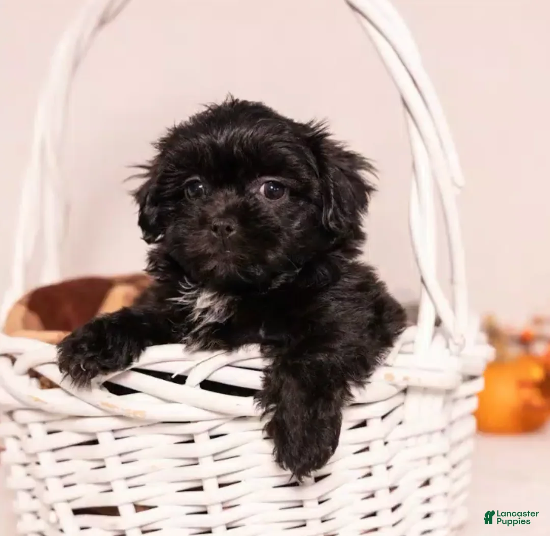 Teddy Bear dogs for sale: Maxwell - Ad 4