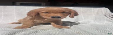 Golden Retriever 2