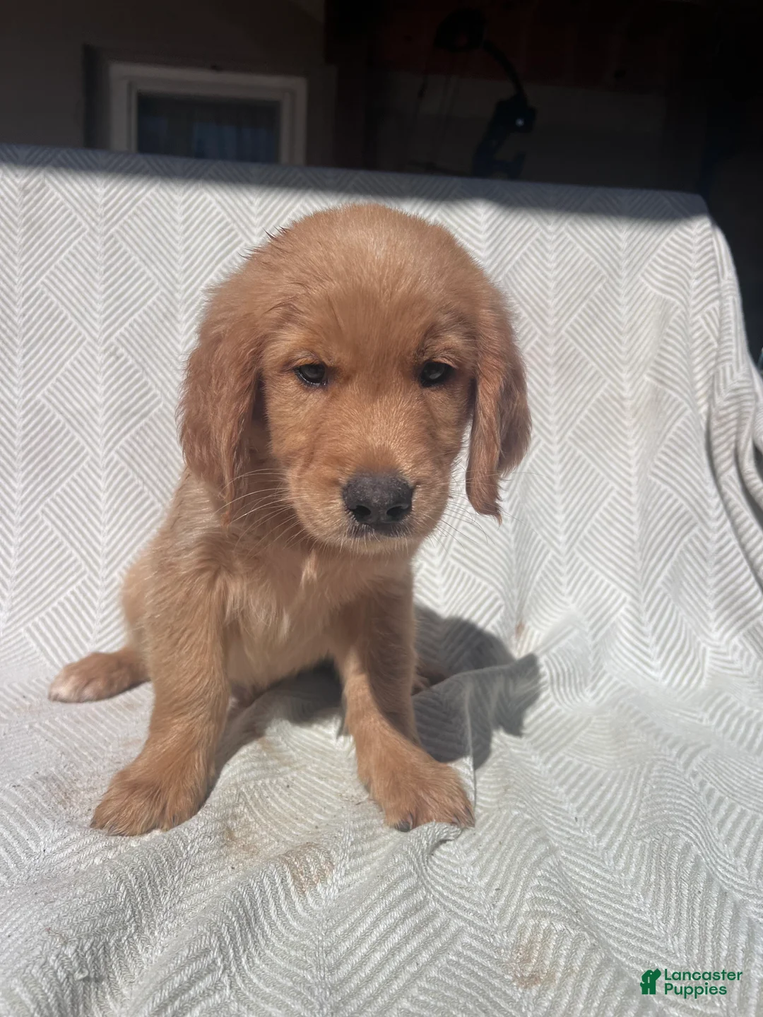 Golden Retriever dogs for sale: Golden Retriever 2 - Ad 1
