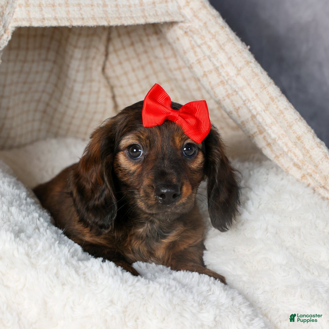 Miniature Dachshund dogs for sale: Felix - Ad 20