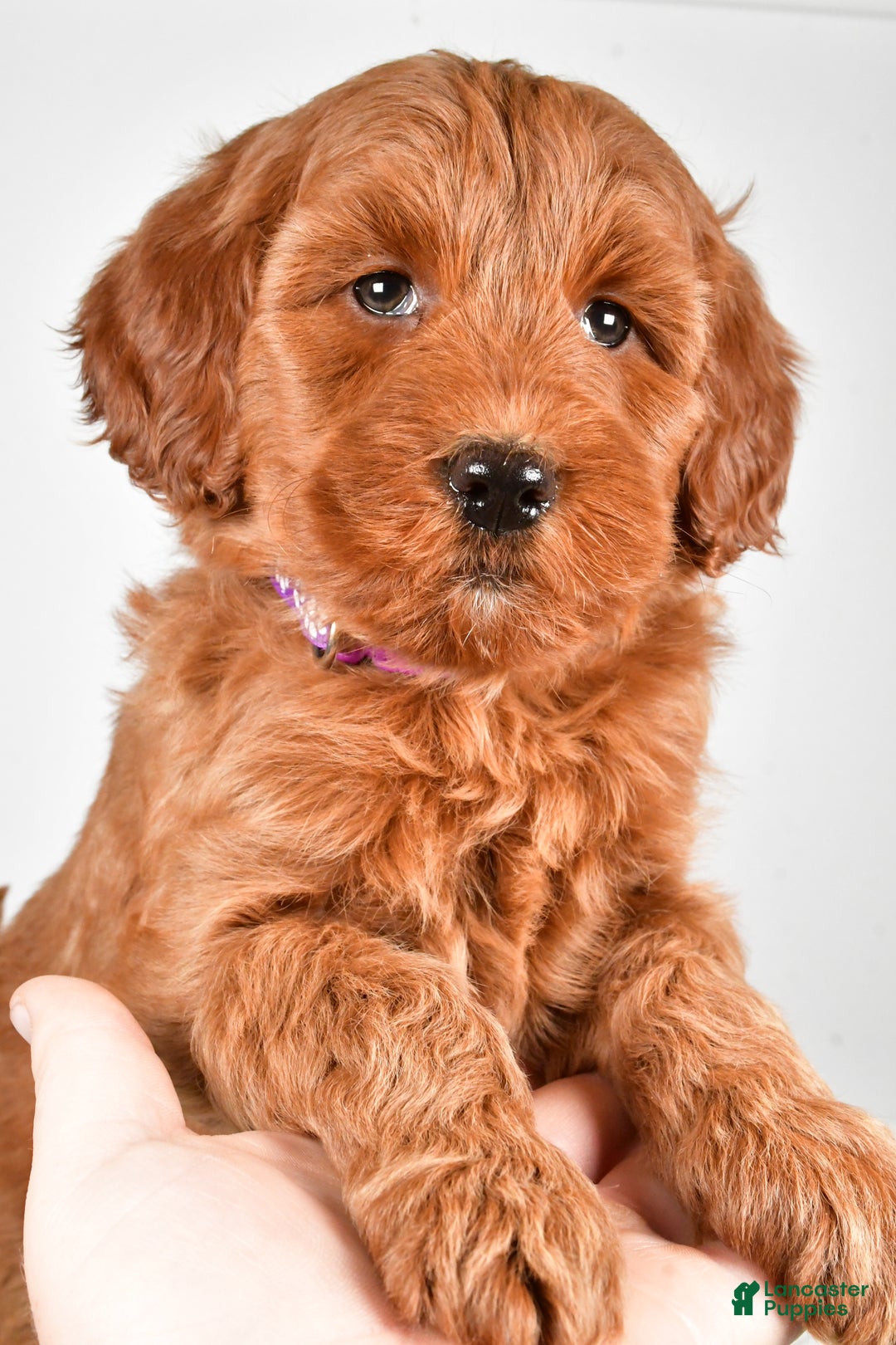 Goldendoodle dogs for sale: Patty-medium size  - Ad 9