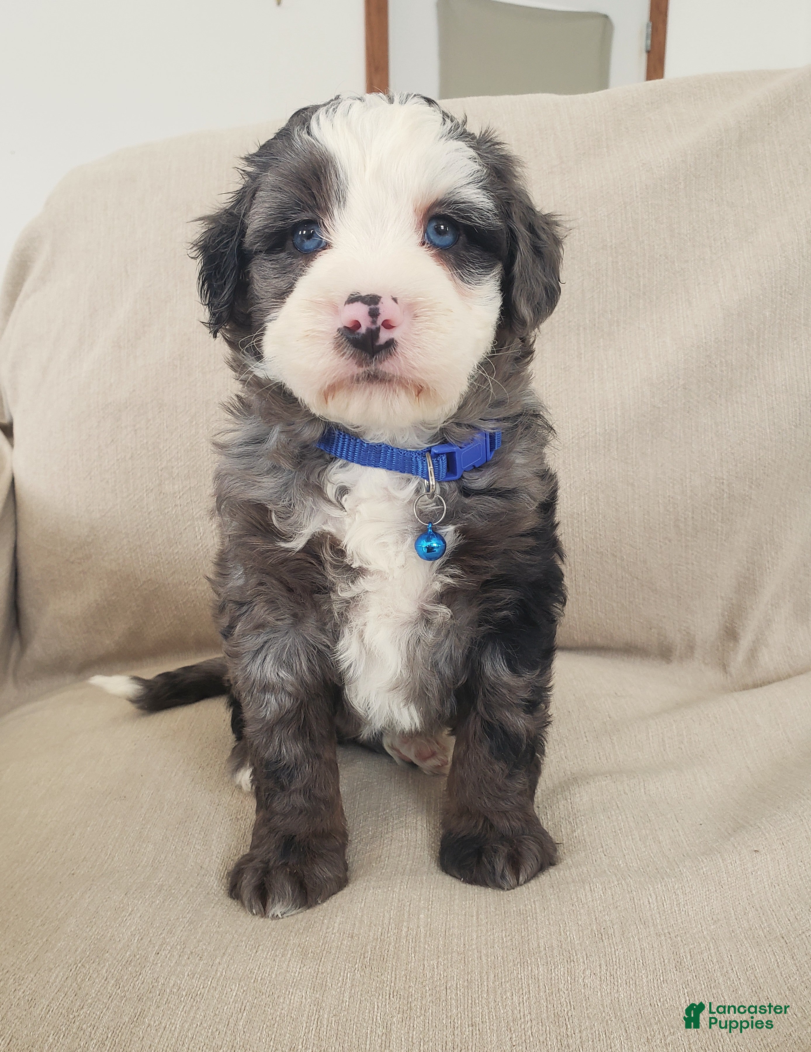 Mini Bernedoodle dogs Apollo - Ad 40