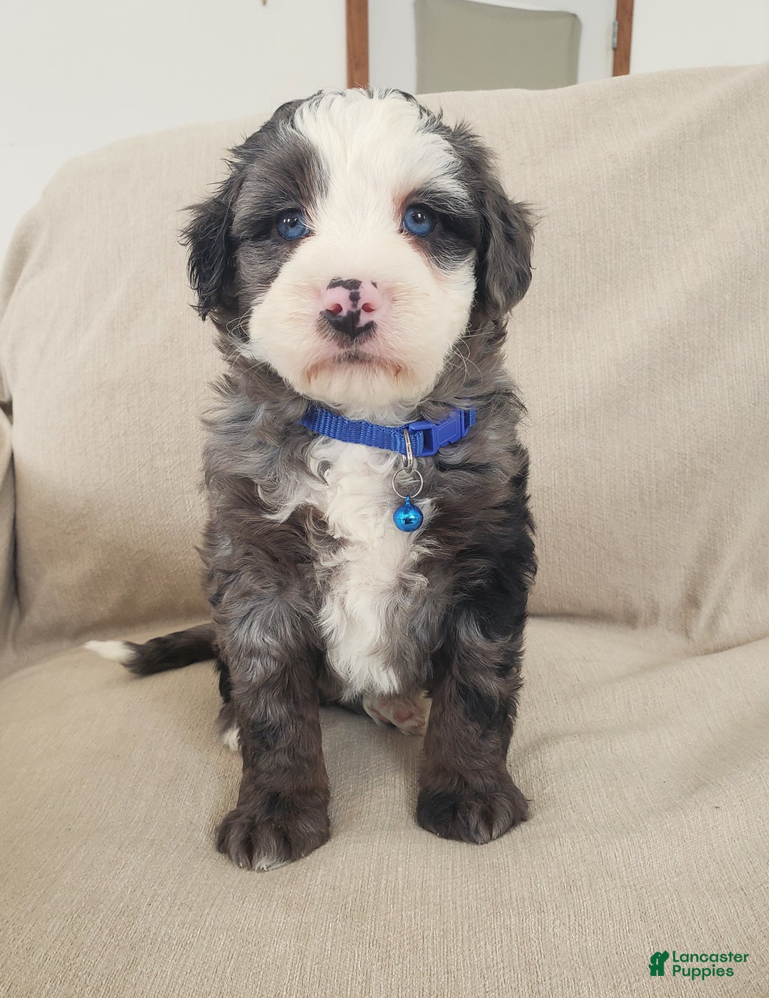 Mini Bernedoodle dogs for sale: Apollo - Ad 1