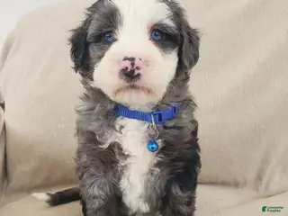 Mini Bernedoodle dogs Apollo - Ad 25