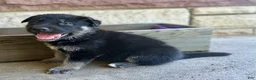 German Shepherd dogs for sale: Peter - Ad 12
