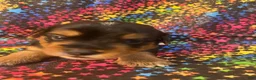 Yorkshire Terrier dogs for sale: Yorkshire Terrier 4 male - Ad 5