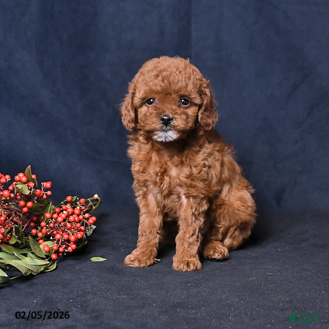 Toy Poodle dogs for sale: Ruby - Ad 1