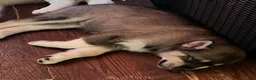 Siberian Husky dogs for sale: Cookie - Ad 2