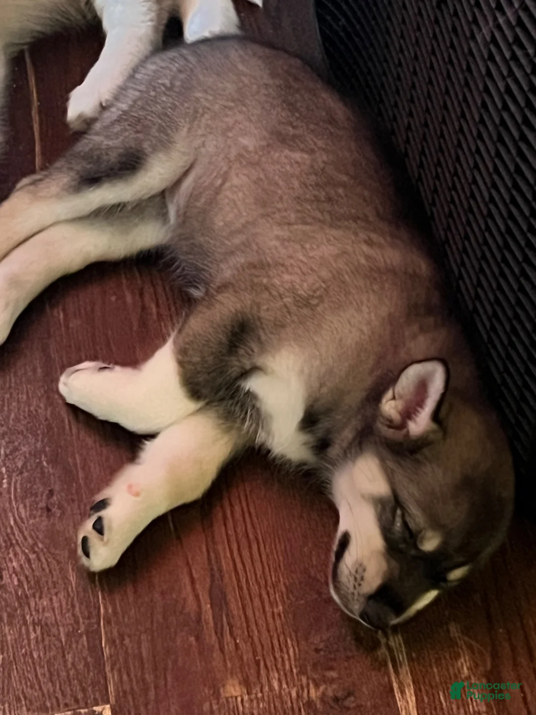 Siberian Husky dogs for sale: Cookie - Ad 2