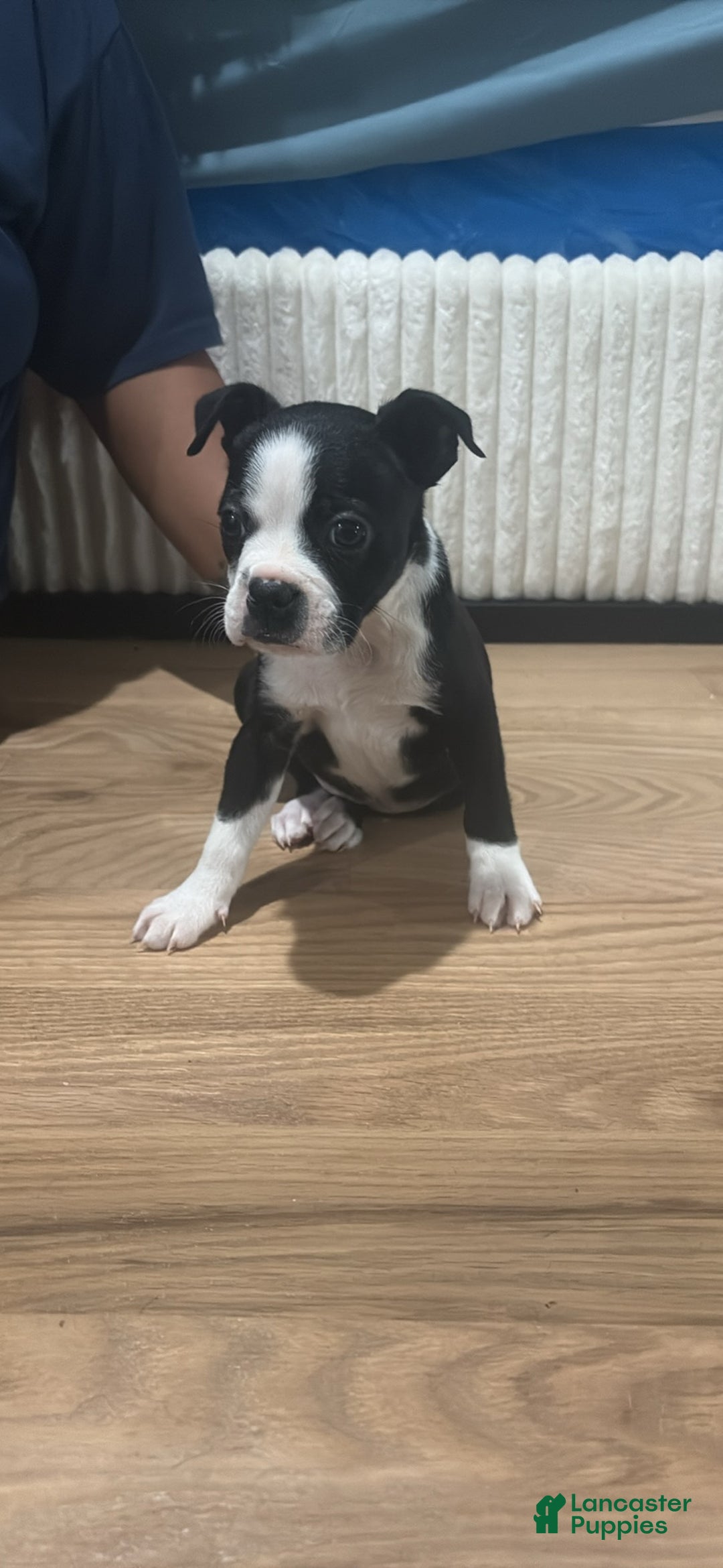 Mixed Breed dogs for sale: Mixed Breed Puppy 4 - Ad 4