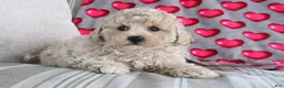 Shihpoo dogs for sale: Princess - Ad 4