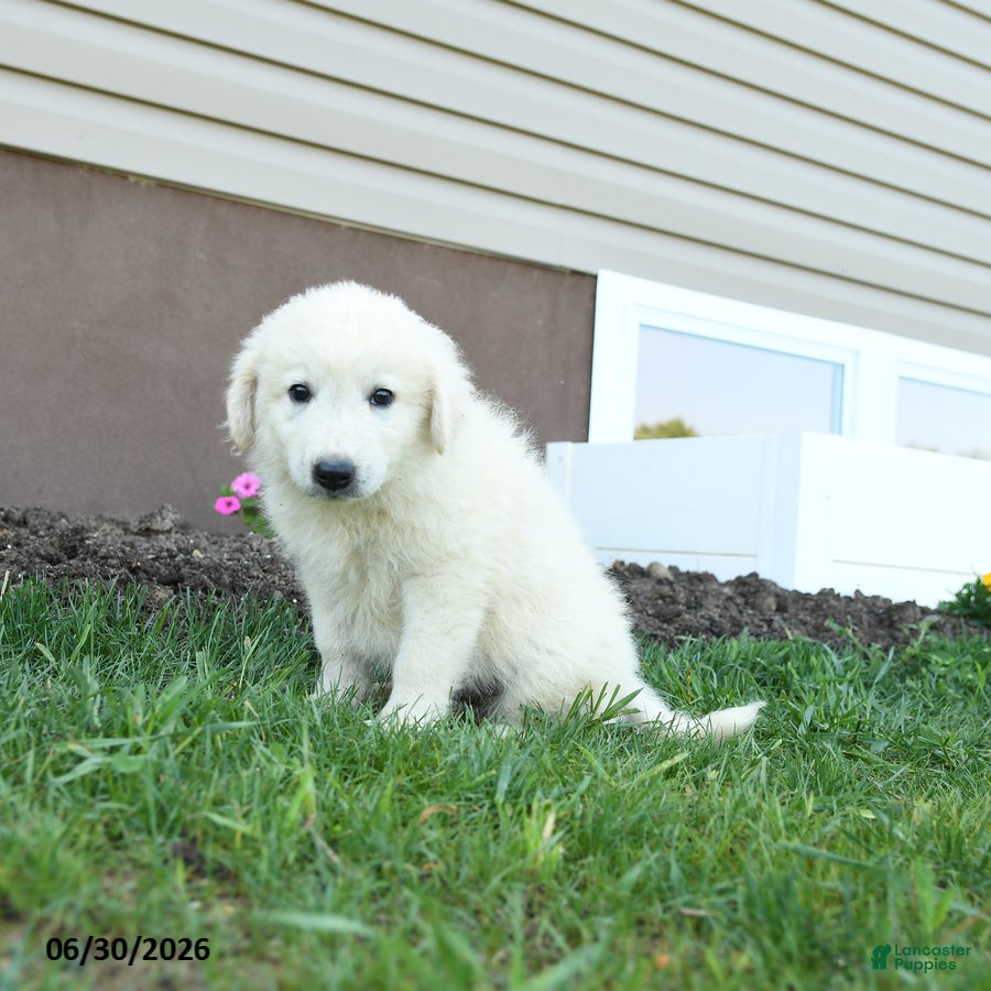 Maremma Sheepdog dogs Eclipse - Ad 2