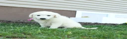 Maremma Sheepdog dogs for sale: Eclipse - Ad 2
