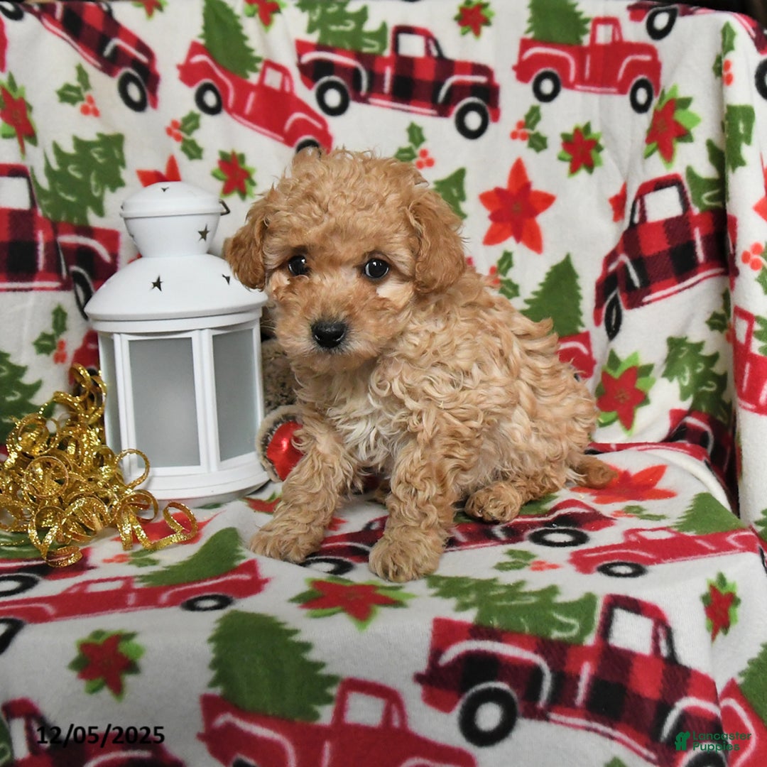 Toy Poodle dogs for sale: Prancer - Ad 1
