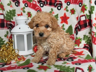 Toy Poodle dogs for sale: Prancer - Ad 2