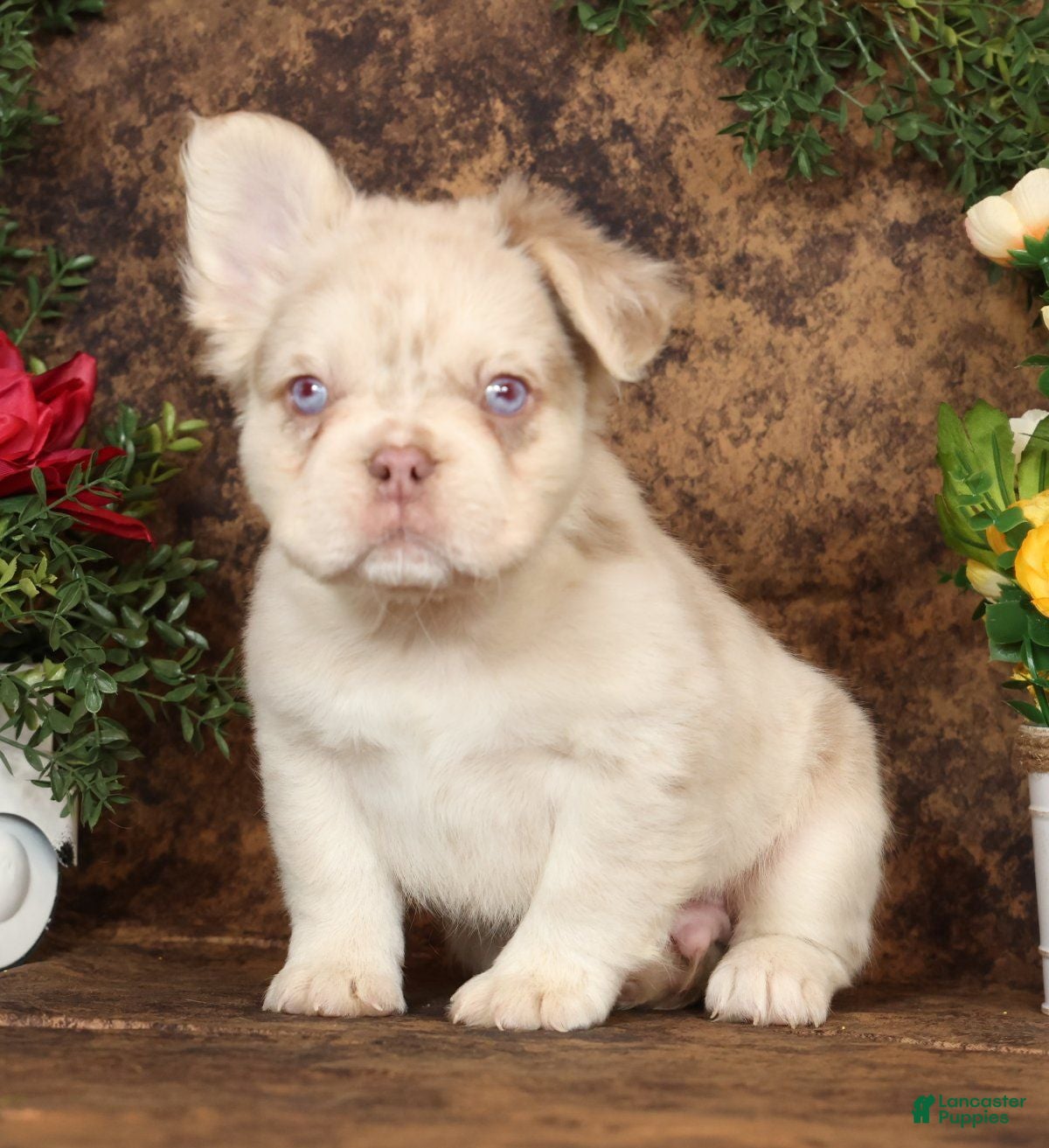 French Bulldog dogs Grant Fluffy Isabella Merle - Ad 1