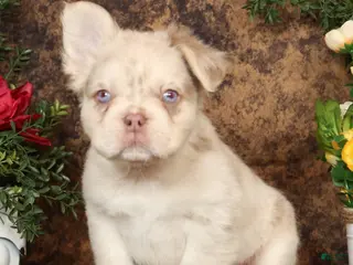 French Bulldog dogs for sale: Grant Fluffy Isabella Merle - Ad 1