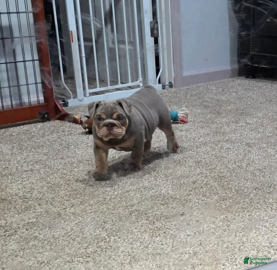 English Bulldog dogs for sale: Caroline - Ad 9