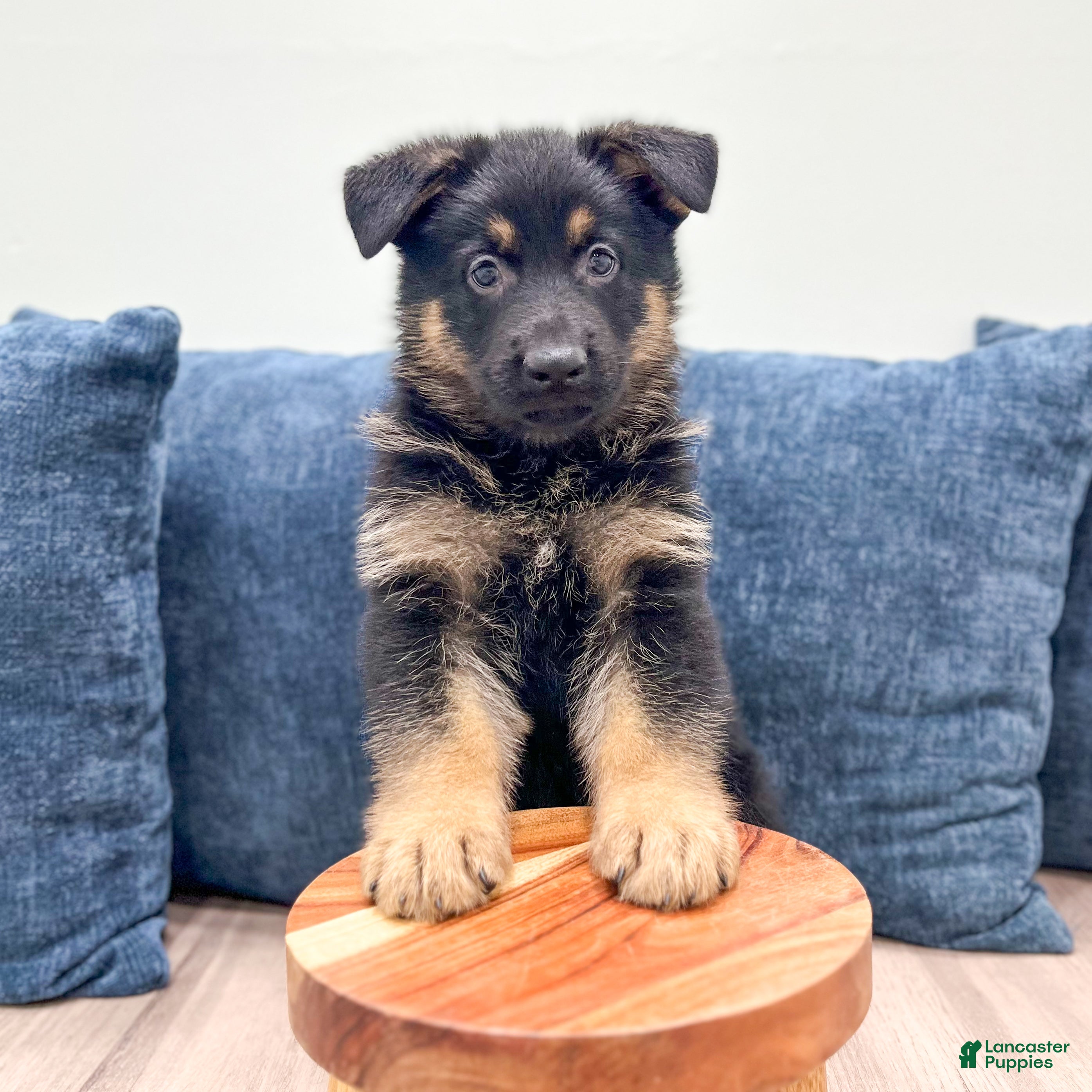 German Shepherd dogs Manny - Ad 2