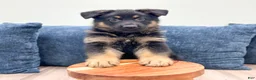 German Shepherd dogs for sale: Manny - Ad 2
