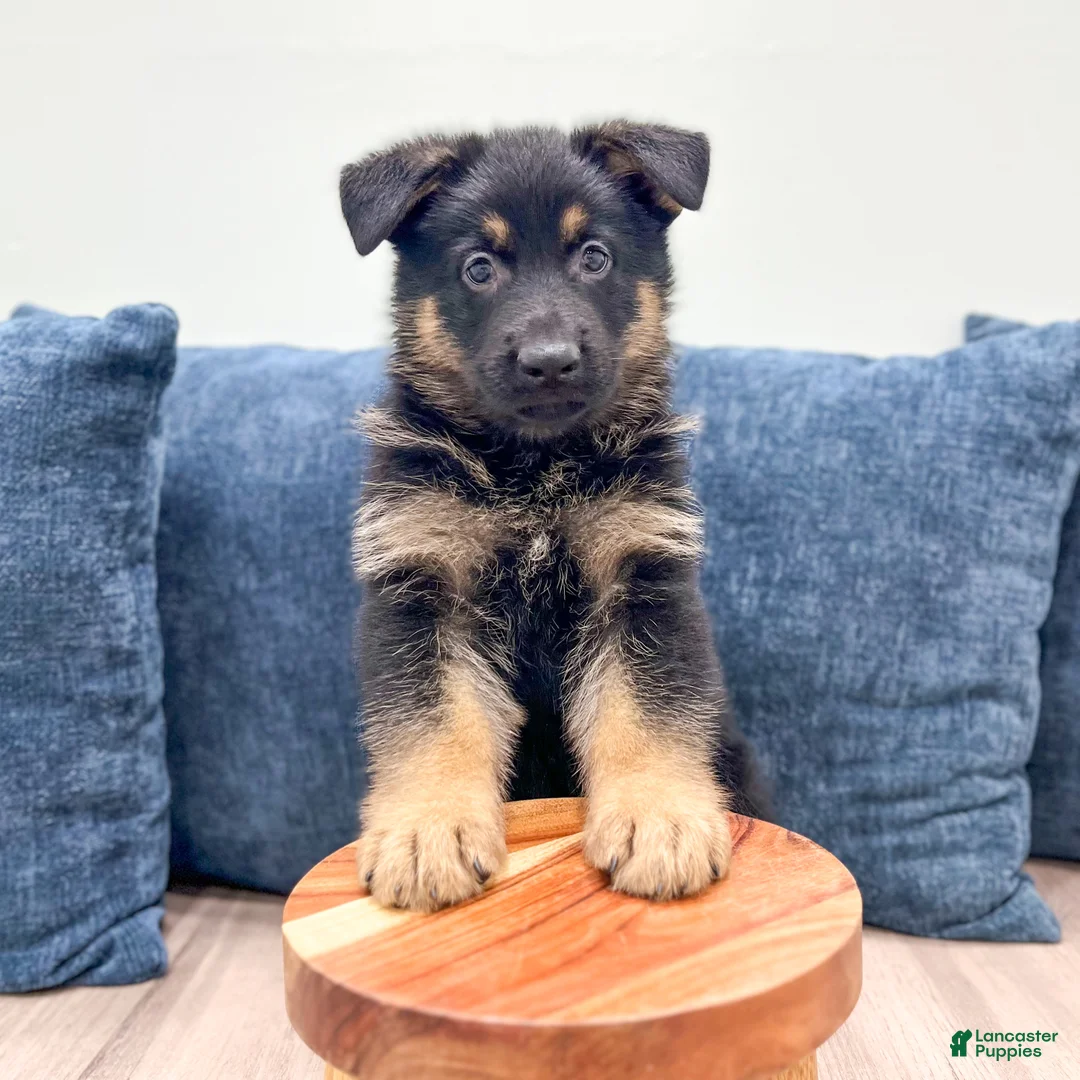 German Shepherd dogs for sale: Manny - Ad 2