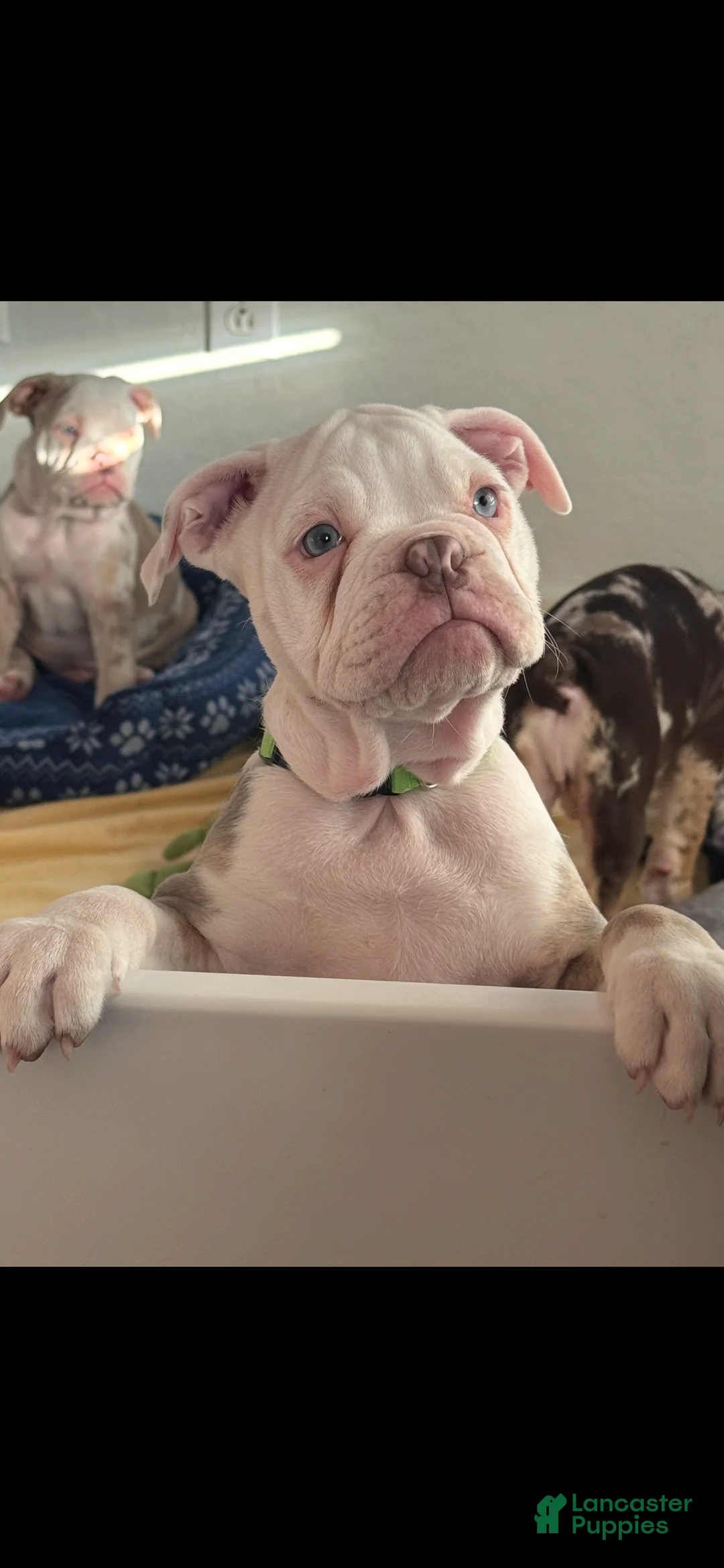 Olde English Bulldogge dogs for sale: Olde English Bulldogge Puppy 2 - Ad 5