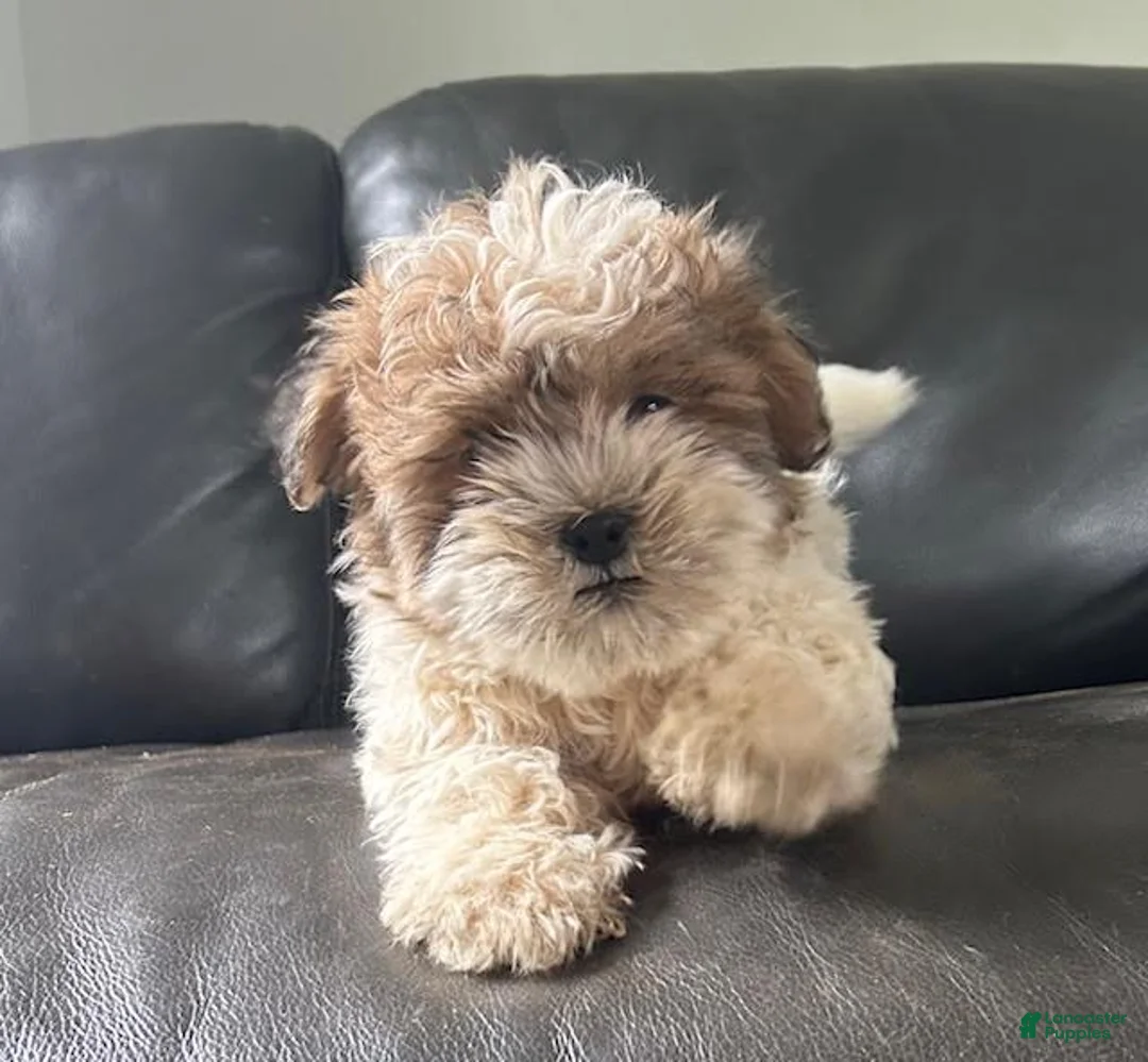 Teddy Bear dogs for sale: Teddy Bear Puppy 1 - Ad 2