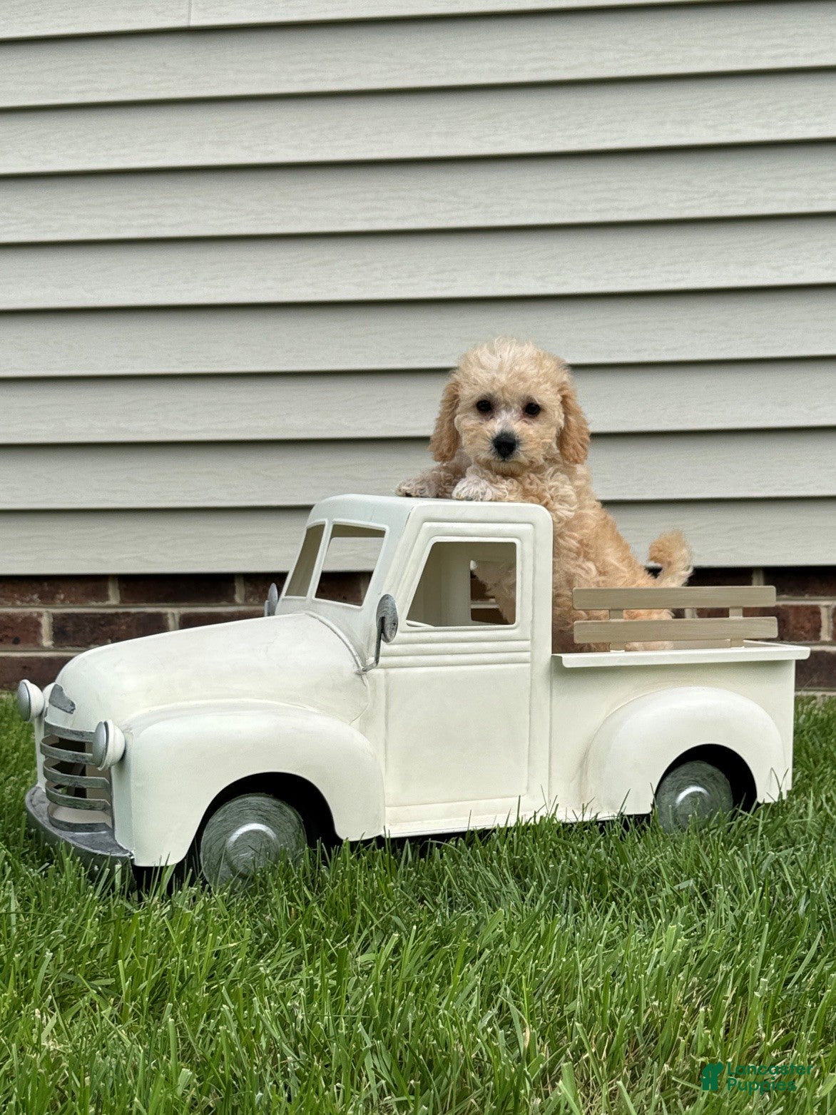 Miniature Labradoodle dogs Gigi - Ad 2
