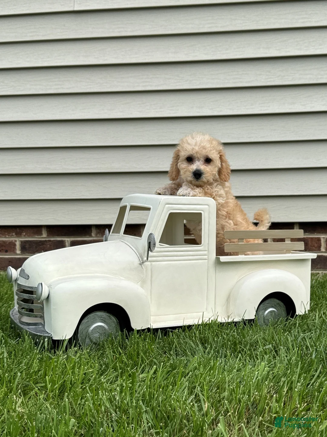 Miniature Labradoodle dogs for sale: Gigi - Ad 2