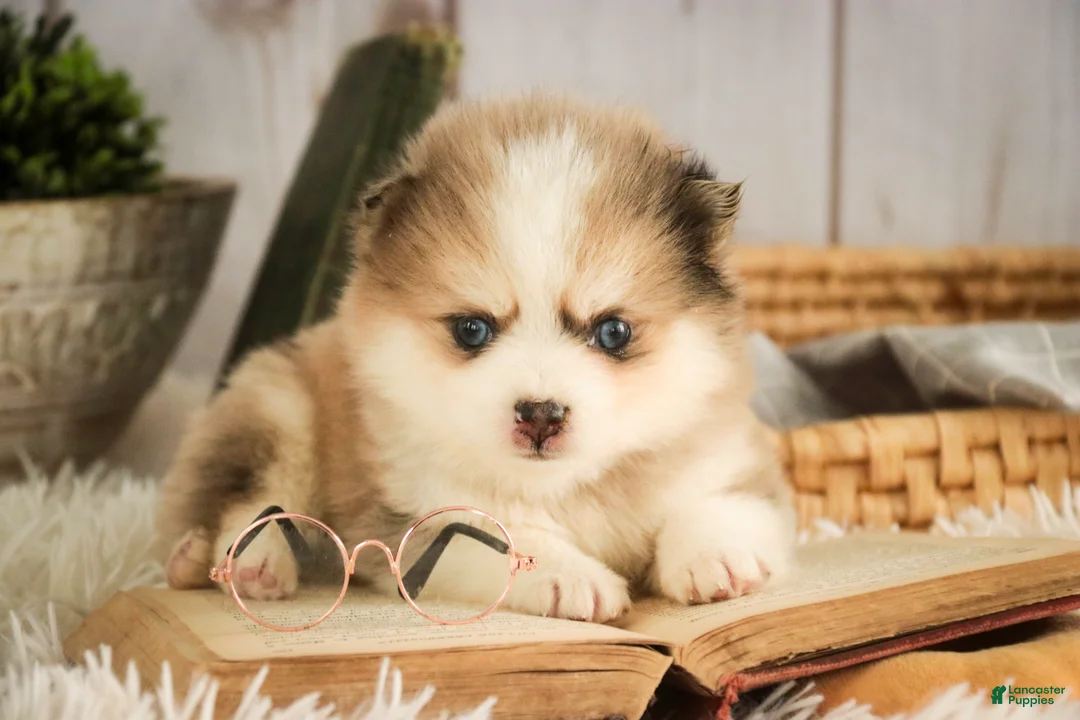 Pomsky dogs for sale: Sebastian - Ad 4