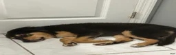 Mixed Breed dogs for sale: Mixed Breed Puppy 1 - Ad 2