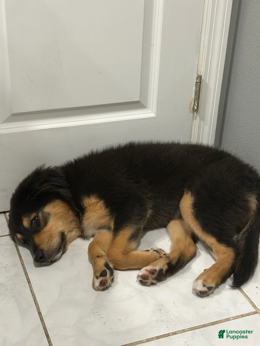 Mixed Breed dogs for sale: Mixed Breed Puppy 1 - Ad 2