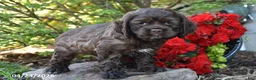 English Cocker Spaniel dogs for sale: Coca moca - Ad 2